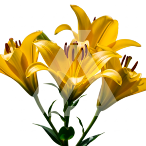 Flores Amarillas Macro