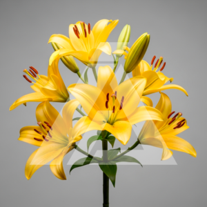 Flores Fotografía Fiel