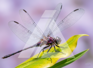 Libélula en hoja ma