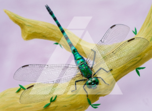 Libélula en rama ma