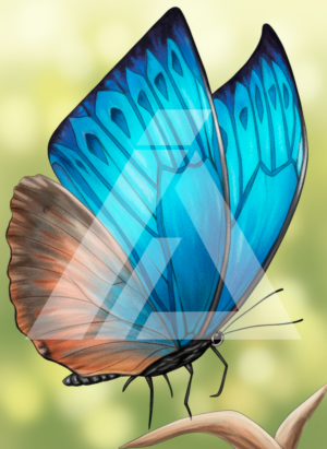 Mariposa azul ma