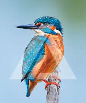 Pájaro Martin Pescador ma